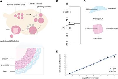 A Mechanism for Ovulation Number Control